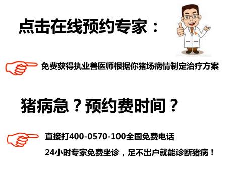 豬呼吸道疾病的治療方案